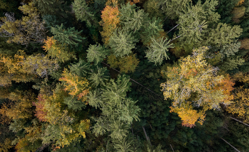 Vista dall’alto di un bosco fitto con alberi verdi e gialli per l’autunno.